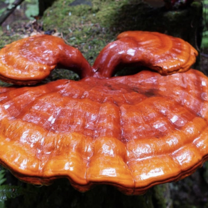 Reishi Mushroom: Nature’s Adaptogenic Wonder