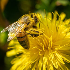 Meet Chris Hall; the Toogoom Beekeeper, Bringing Pure, Raw Honey to your Table