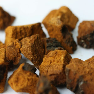 CHAGA; YOUR SECRET WEAPON TO LONGEVITY